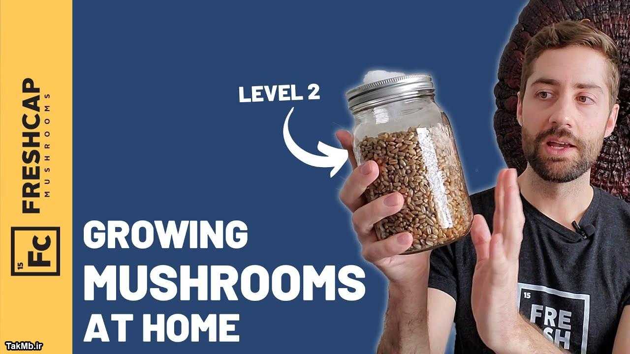 آموزش پرورش قارچ در خانه (از راه آسان تا راه سخت)