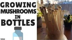آموزش پرورش قارچ در خانه با استفاده از بطری یا شیشه مربا