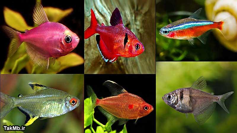 معرفی 30 نوع ماهی تترای زیبا