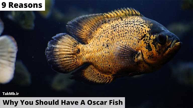 9 دلیل به خاطر اینکه چرا باید یک ماهی اسکار داشته باشید