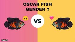 آموزش تشخیص جنسیت ماهی اسکار