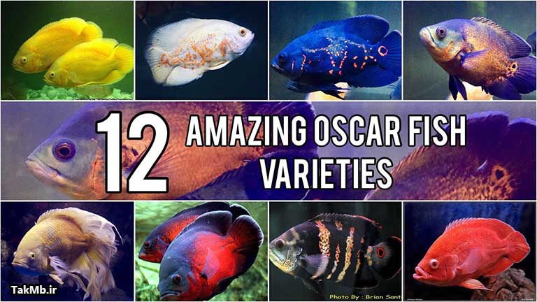 معرفی 12 نوع ماهی محبوب و زیبای اسکار