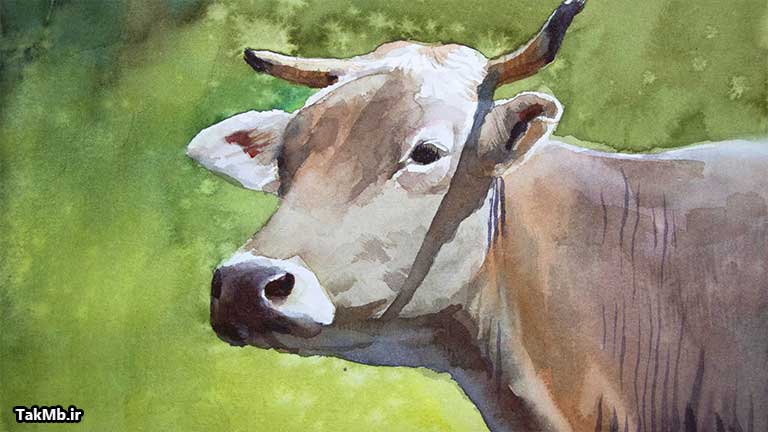 نقاشی گاو از نمای نزدیک با آبرنگ