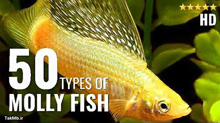 معرفی 50 گونه مختلف از ماهی مولی