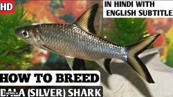 چگونگی پرورش ماهی سیلور شارک در هندوستان