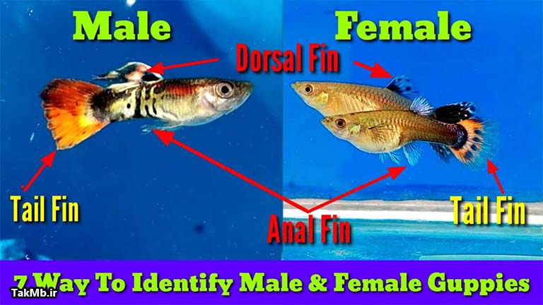آموزش تشخیص جنسیت در ماهی گوپی
